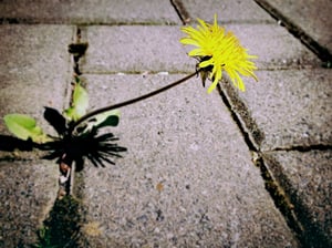 dandelion-729693_1920-3